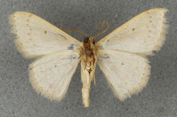 /filer/webapps/moths/media/images/E/eucentra_Scopula_STM_BMNHb.jpg