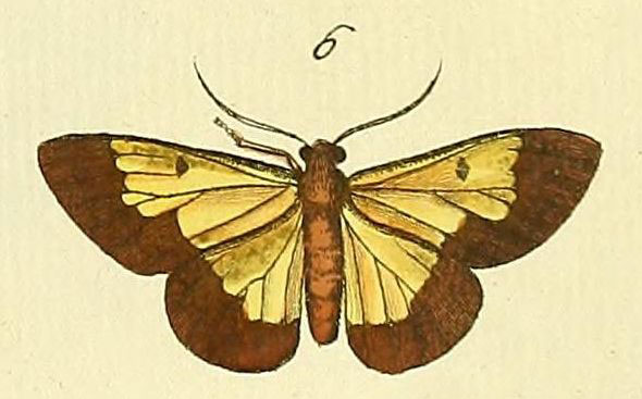 /filer/webapps/moths/media/images/E/eucharis_Zamarada_Drury3_22_6.jpg