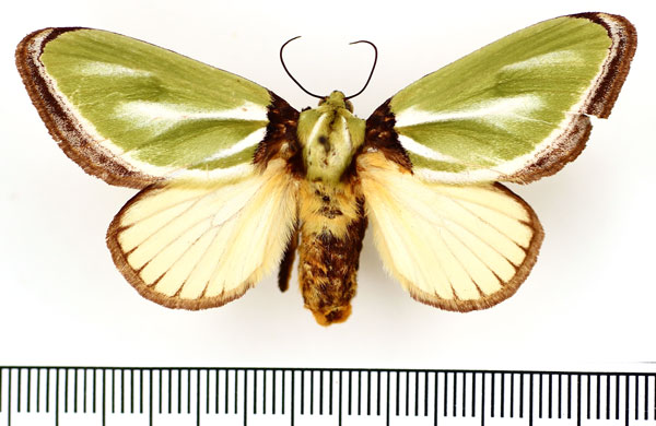 /filer/webapps/moths/media/images/E/euchlora_Parasa_AF_BMNH.jpg