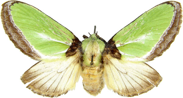 /filer/webapps/moths/media/images/E/euchlora_Parasa_AF_MCJM.jpg