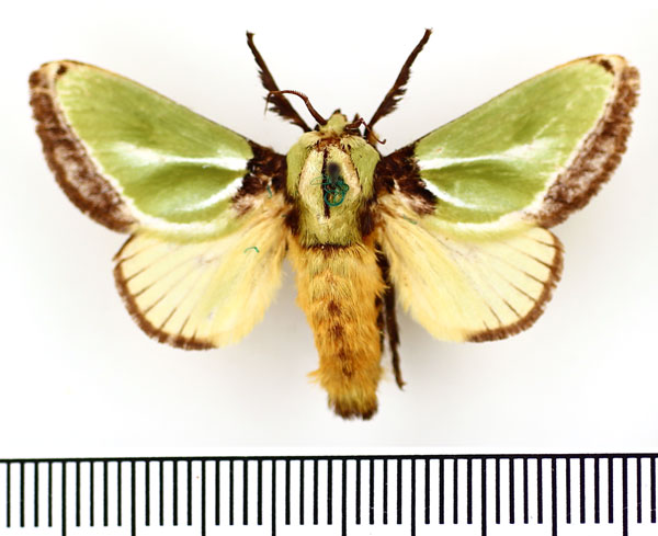 /filer/webapps/moths/media/images/E/euchlora_Parasa_AM_BMNH.jpg