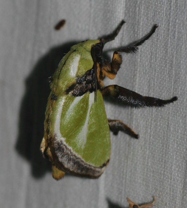 /filer/webapps/moths/media/images/E/euchlora_Parasa_A_Jorpeland.jpg