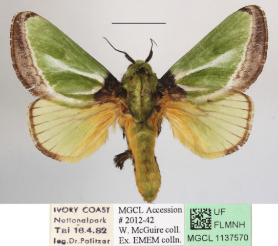 /filer/webapps/moths/media/images/E/euchlora_Parasa_A_MGCLa_01.jpg
