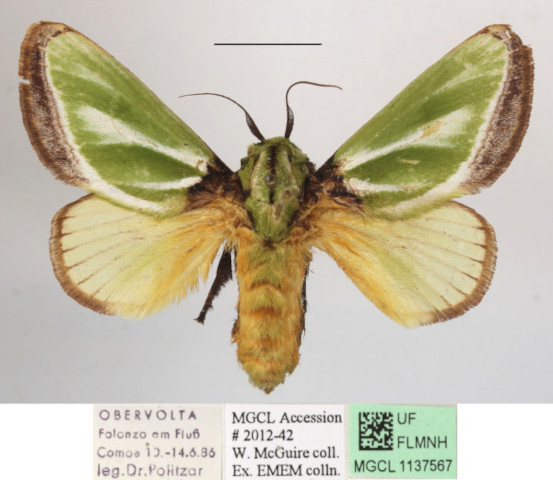 /filer/webapps/moths/media/images/E/euchlora_Parasa_A_MGCLa_02.jpg