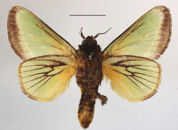 /filer/webapps/moths/media/images/E/euchlora_Parasa_A_MGCLb_01.jpg