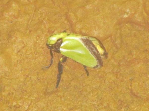 /filer/webapps/moths/media/images/E/euchlora_Parasa_A_Stanton.jpg