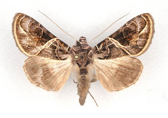 /filer/webapps/moths/media/images/E/euchroa_Ctenoplusia_AF_RMCA.jpg