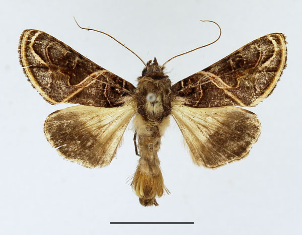 /filer/webapps/moths/media/images/E/euchroa_Ctenoplusia_AM_Basquin.jpg