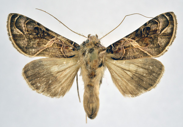 /filer/webapps/moths/media/images/E/euchroa_Ctenoplusia_AM_NHMO.jpg