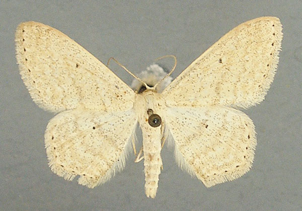 /filer/webapps/moths/media/images/E/euchroa_Scopula_AM_TMSA.jpg