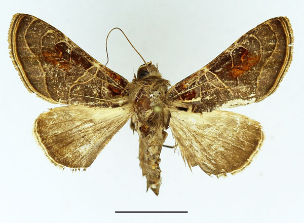 /filer/webapps/moths/media/images/E/euchroides_Ctenoplusia_AF_Basquin.jpg