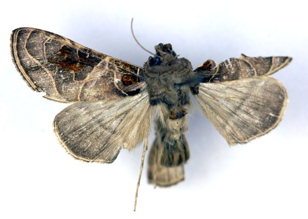 /filer/webapps/moths/media/images/E/euchroides_Ctenoplusia_AM_RMCA.jpg