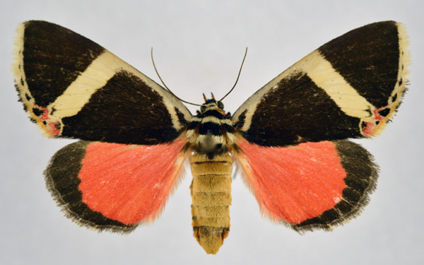 /filer/webapps/moths/media/images/E/euclidica_Colbusa_AF_NHMO.jpg