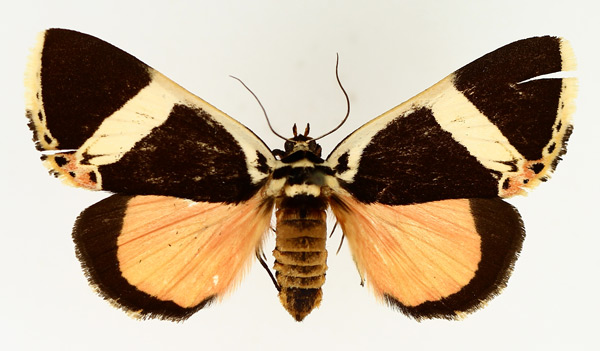 /filer/webapps/moths/media/images/E/euclidica_Colbusa_AF_TMSA_01.jpg