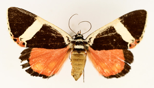 /filer/webapps/moths/media/images/E/euclidica_Colbusa_AF_TMSA_02.jpg
