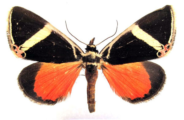 /filer/webapps/moths/media/images/E/euclidica_Colbusa_AM_Basquin.jpg