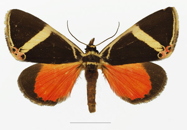 /filer/webapps/moths/media/images/E/euclidica_Colbusa_AM_Basquin_01a.jpg