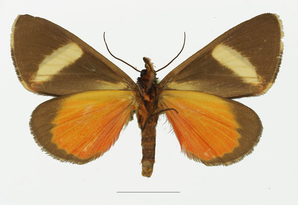 /filer/webapps/moths/media/images/E/euclidica_Colbusa_AM_Basquin_01b.jpg