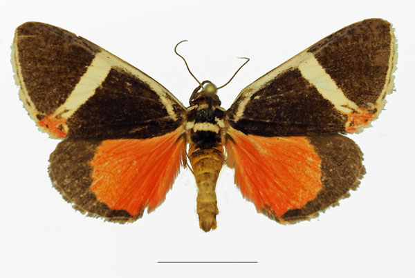 /filer/webapps/moths/media/images/E/euclidica_Colbusa_AM_Basquin_02a.jpg
