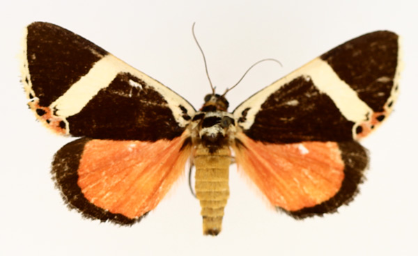 /filer/webapps/moths/media/images/E/euclidica_Colbusa_AM_TMSA_01.jpg