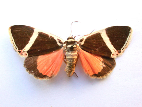 /filer/webapps/moths/media/images/E/euclidica_Colbusa_A_Revell.jpg