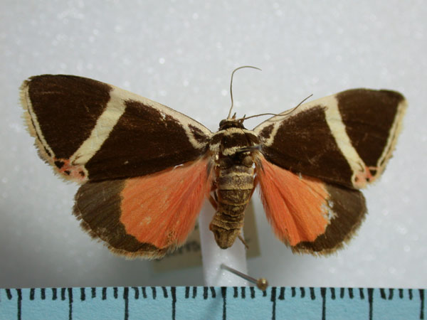 /filer/webapps/moths/media/images/E/euclidica_Colbusa_A_Revell_02.jpg