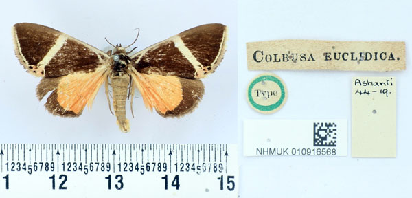 /filer/webapps/moths/media/images/E/euclidica_Colbusa_HT_BMNH.jpg