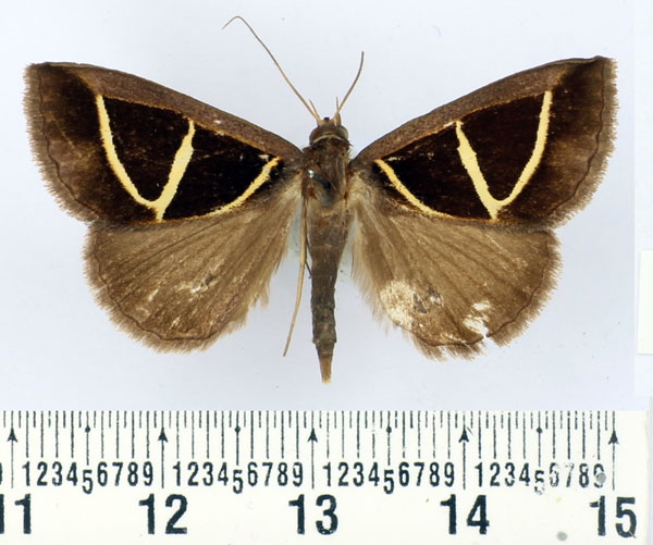 /filer/webapps/moths/media/images/E/euclidicola_Parachalciope_AM_BMNH.jpg