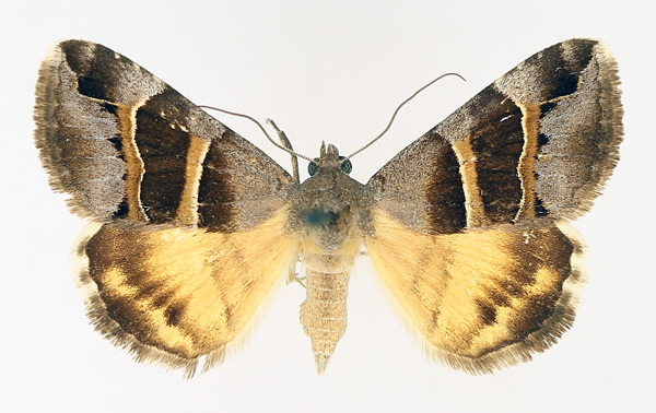 /filer/webapps/moths/media/images/E/euclidioides_Grammodes_AF_TMSA_02.jpg