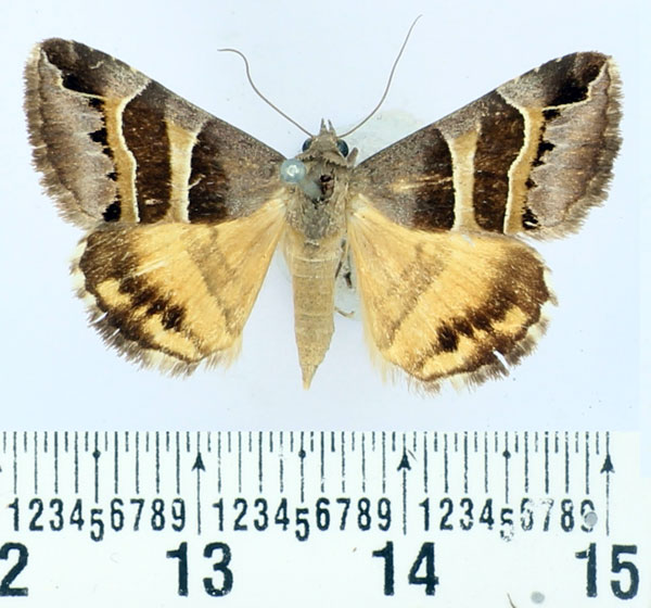 /filer/webapps/moths/media/images/E/euclidioides_Grammodes_AM_BMNH.jpg