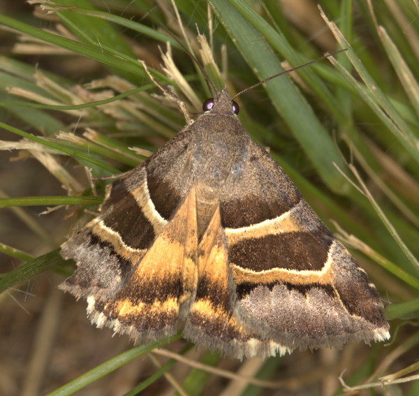 /filer/webapps/moths/media/images/E/euclidioides_Grammodes_A_Heyns_01.jpg