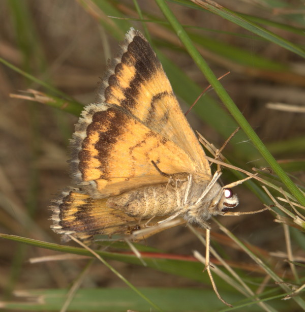 /filer/webapps/moths/media/images/E/euclidioides_Grammodes_A_Heyns_02.jpg
