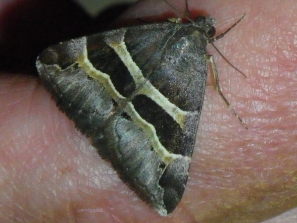 /filer/webapps/moths/media/images/E/euclidioides_Grammodes_A_Liebenberg.jpg