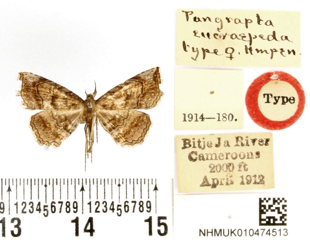 /filer/webapps/moths/media/images/E/eucraspeda_Pangrapta_HT_BMNH.jpg