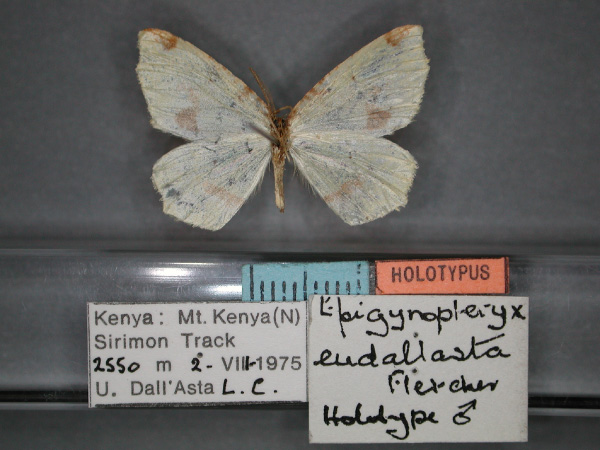 /filer/webapps/moths/media/images/E/eudallasta_Epigynopteryx_HT_RMCA_02.jpg