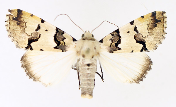 /filer/webapps/moths/media/images/E/eudela_Halochroa_AF_TMSA_01.jpg