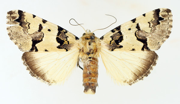 /filer/webapps/moths/media/images/E/eudela_Halochroa_AF_TMSA_02.jpg