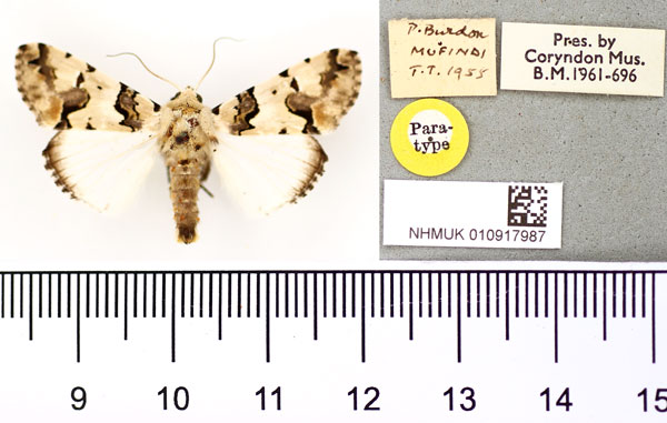 /filer/webapps/moths/media/images/E/eudela_Halochroa_AM_BMNH.jpg