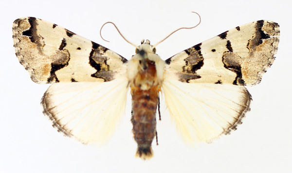 /filer/webapps/moths/media/images/E/eudela_Halochroa_AM_TMSA_01.jpg