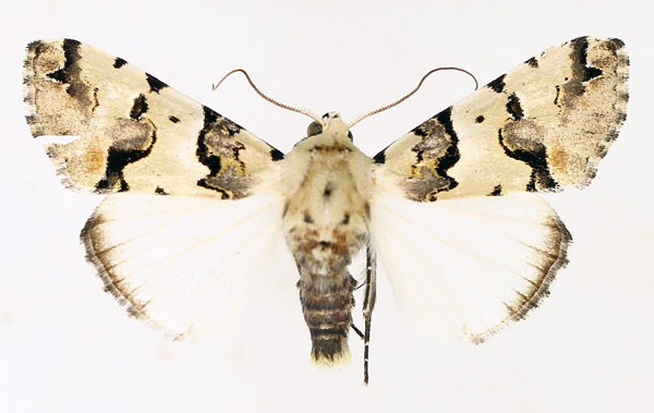 /filer/webapps/moths/media/images/E/eudela_Halochroa_AM_TMSA_02.jpg