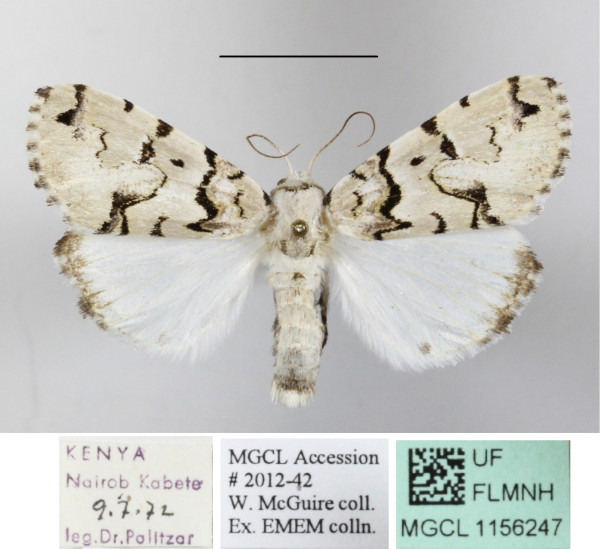 /filer/webapps/moths/media/images/E/eudela_Halochroa_A_MGCLa_01.JPG