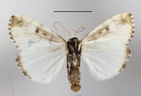 /filer/webapps/moths/media/images/E/eudela_Halochroa_A_MGCLb_01.JPG