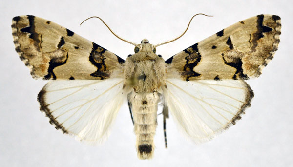 /filer/webapps/moths/media/images/E/eudela_Halochroa_A_NHMO.jpg