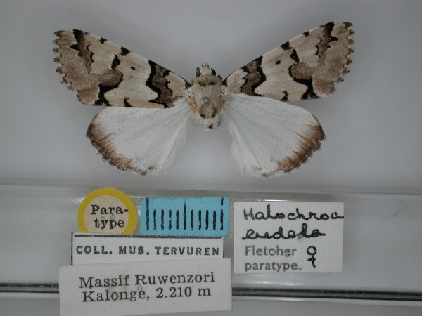 /filer/webapps/moths/media/images/E/eudela_Halochroa_PT_RMCA_01.jpg
