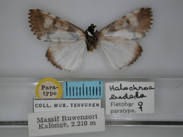 /filer/webapps/moths/media/images/E/eudela_Halochroa_PT_RMCA_02.jpg