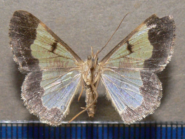 /filer/webapps/moths/media/images/E/euerces_Zamarada_A_Goff_02.jpg