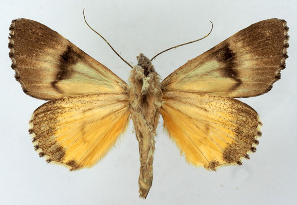 /filer/webapps/moths/media/images/E/eugeniae_Ulotrichopus_AM_Basquinb.jpg