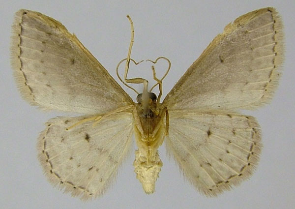 /filer/webapps/moths/media/images/E/eugeniata_Idaea_AF_ZSMb.jpg