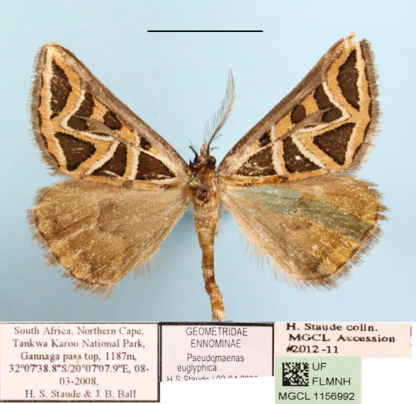 /filer/webapps/moths/media/images/E/euglyphica_Pseudomaenas_A_MGCLa_01.JPG