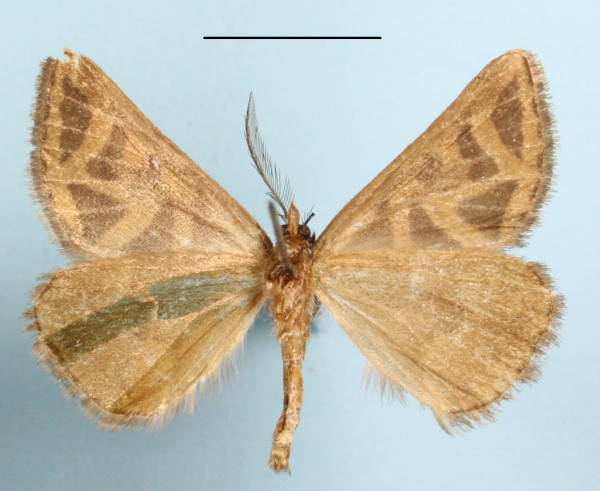 /filer/webapps/moths/media/images/E/euglyphica_Pseudomaenas_A_MGCLb_01.JPG